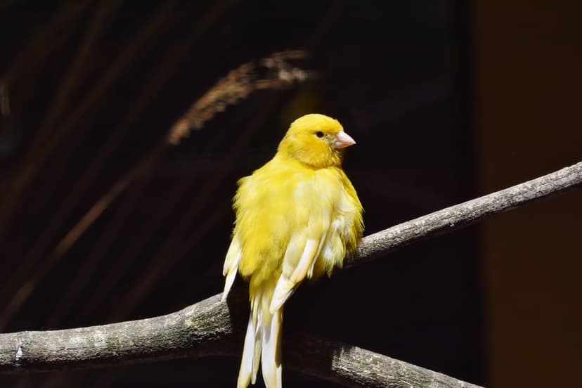 Yellow canary bird with fluffy feathers perched on a tree branch against a dark, blurred background.