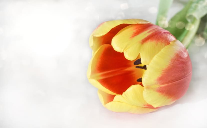 Yellow tulip flower with red streaks viewed from above against a soft, shimmering bokeh background of light.