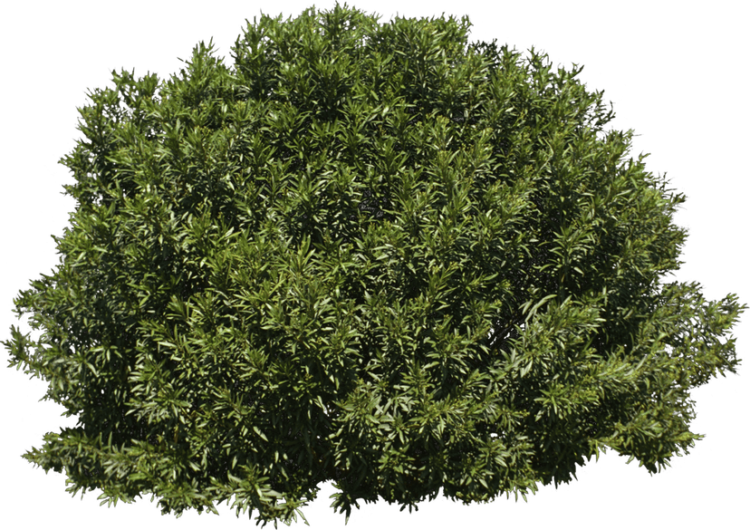 Evergreen shrub with detailed green leaves and textured branches stands centered against a transparent backdrop.