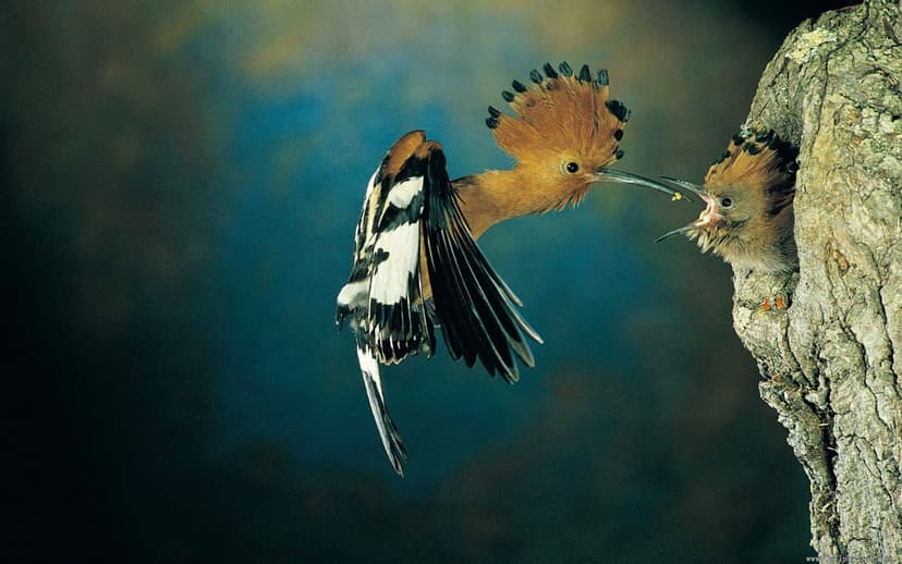 Hoopoe bird with an orange crest and striped wings feeds a fledgling inside a dark tree hollow in the woods.