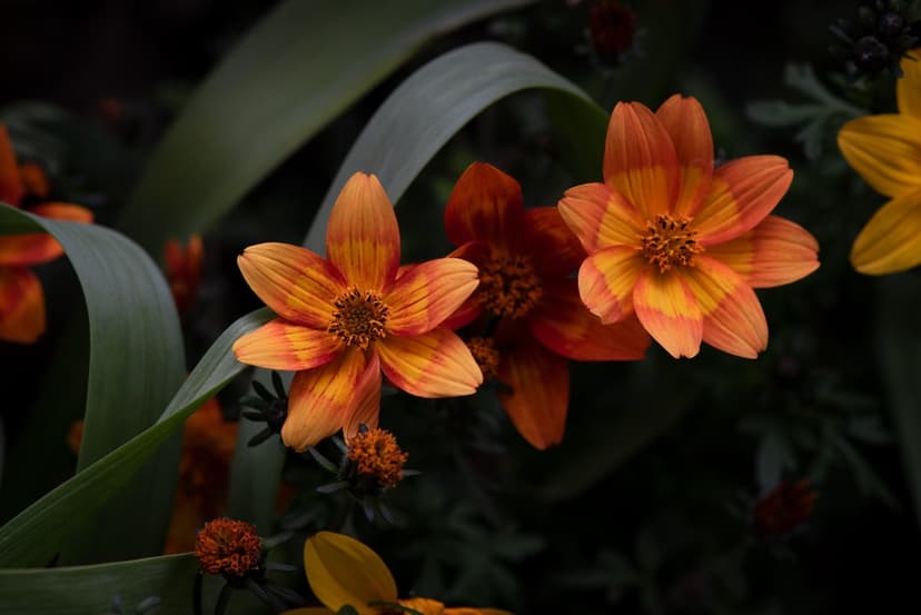 Orange cosmos flowers with red petal streaks and yellow centers bloom among dark green foliage in a macro view.