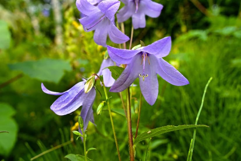 Purple bellflower blossoms with pointed petals bloom in a lush green meadow under soft summer sunlight.