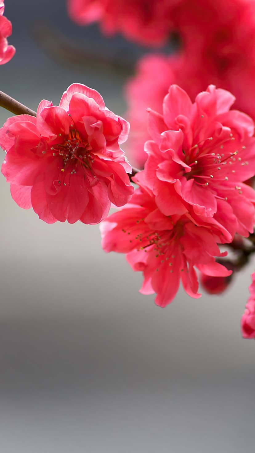 Pink cherry blossoms and white daffodils bloom across a series of serene natural landscapes and floral close-ups.
