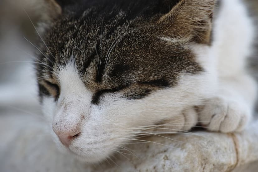 Tabby cat with closed eyes sleeps peacefully on its white paws, showing detailed fur and long whiskers.