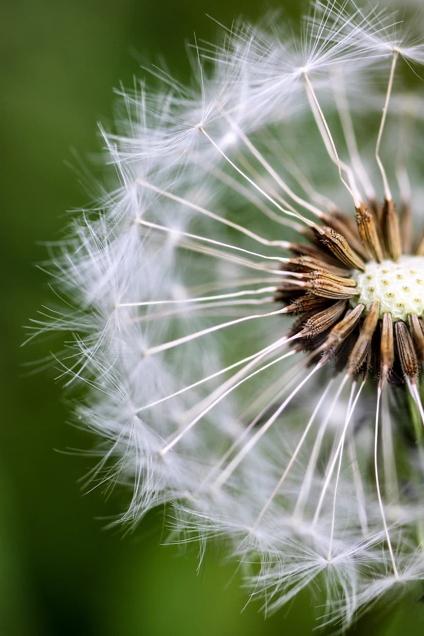 White dandelion seed filaments radiate from a brown center against a soft green out-of-focus background.