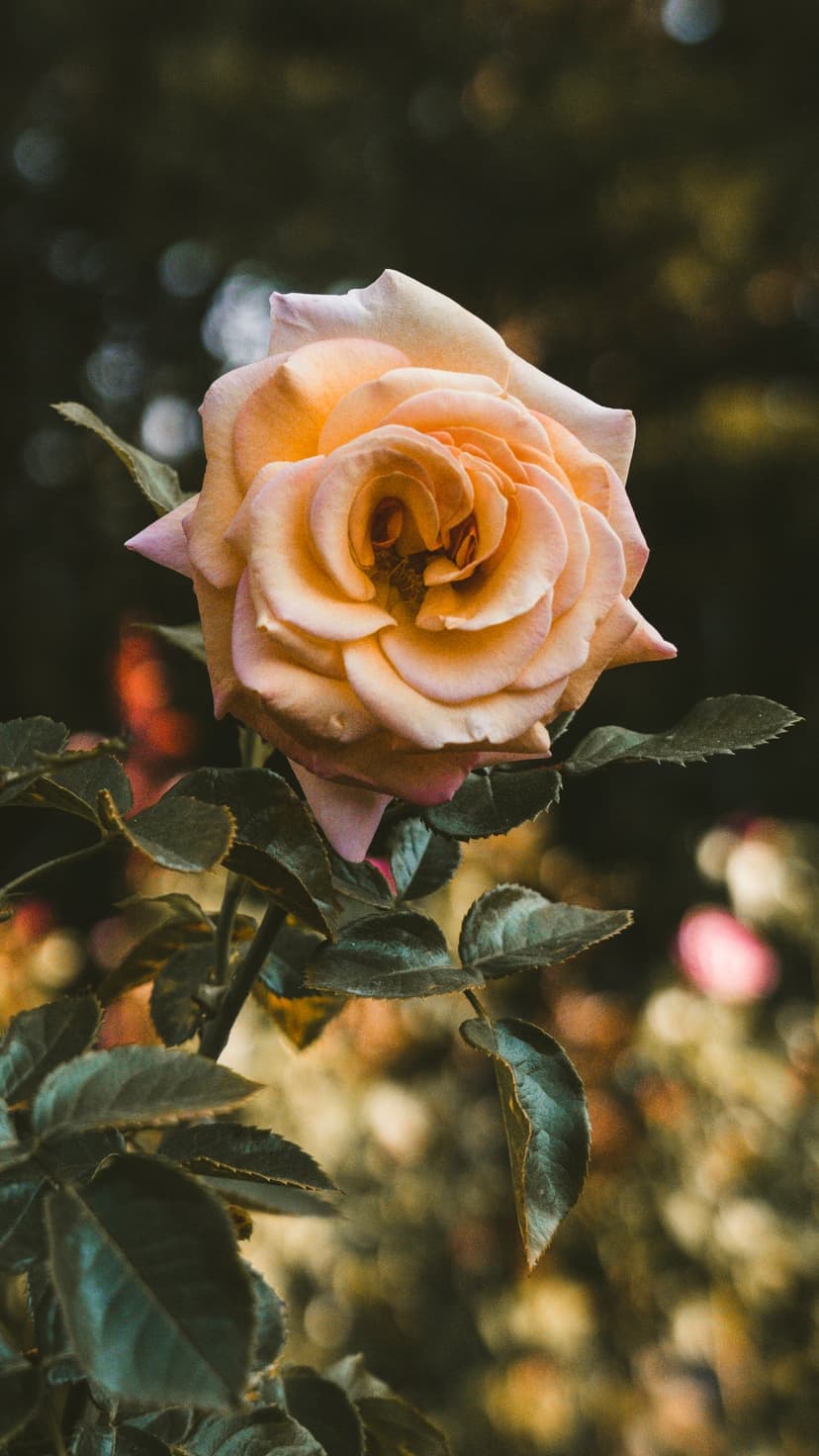 Peach rose in full bloom with cream and apricot petals against a soft blurred green garden background.