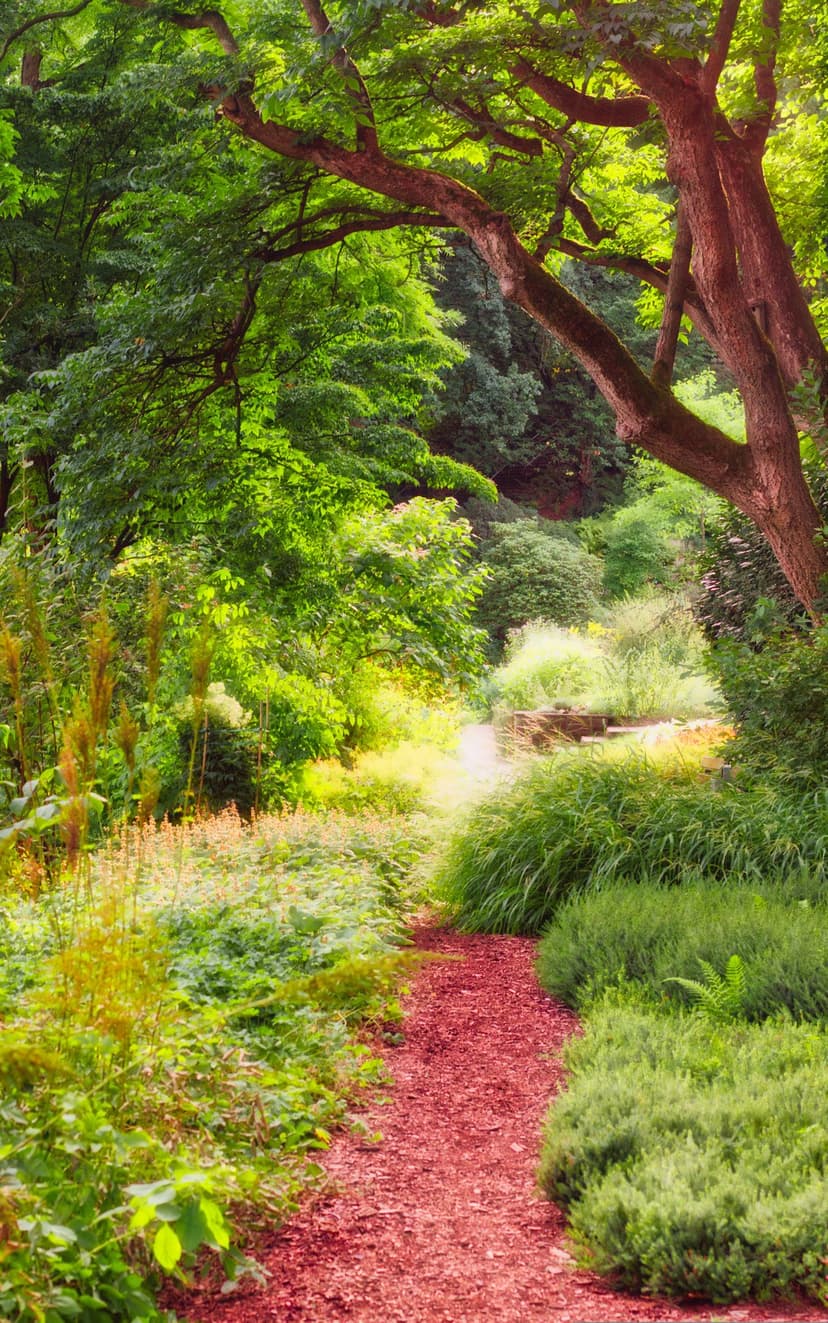Red mulch path winding through vibrant green trees and bushes with golden sunlight filtering through the canopy.