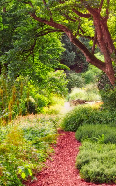 Sunlit Garden Path Through Lush Greenery and Trees