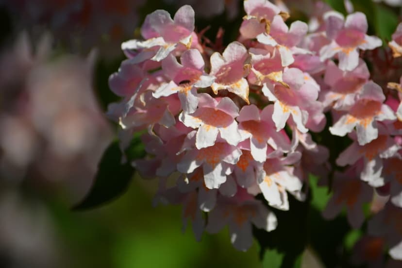 Pink Abelia flowers with white gradients bloom in sunlight against a blurred green foliage background in macro.