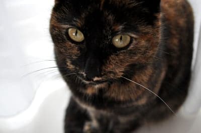 Close-up of a Tortoiseshell Cat's Face