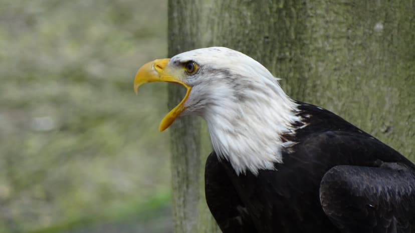 Bald eagle with an open yellow beak and white plumage profiles against a soft-focus forest and tree trunk.