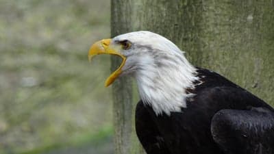 Bald Eagle with Open Beak in Profile