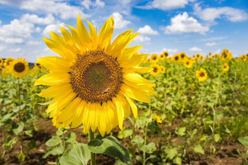 Large yellow sunflower with a honeybee on its center, set against a field of flowers and a cloudy blue sky.