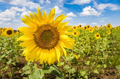 Golden Sunflower Bloom Vertical Mobile Background