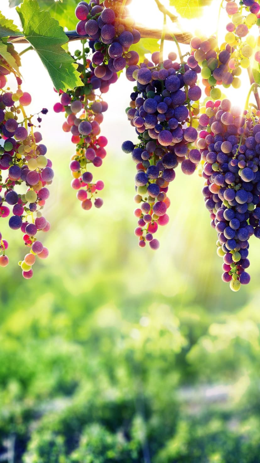 Purple grape clusters ripen on a vine under warm sunlight with a blurred green vineyard background in the distance.