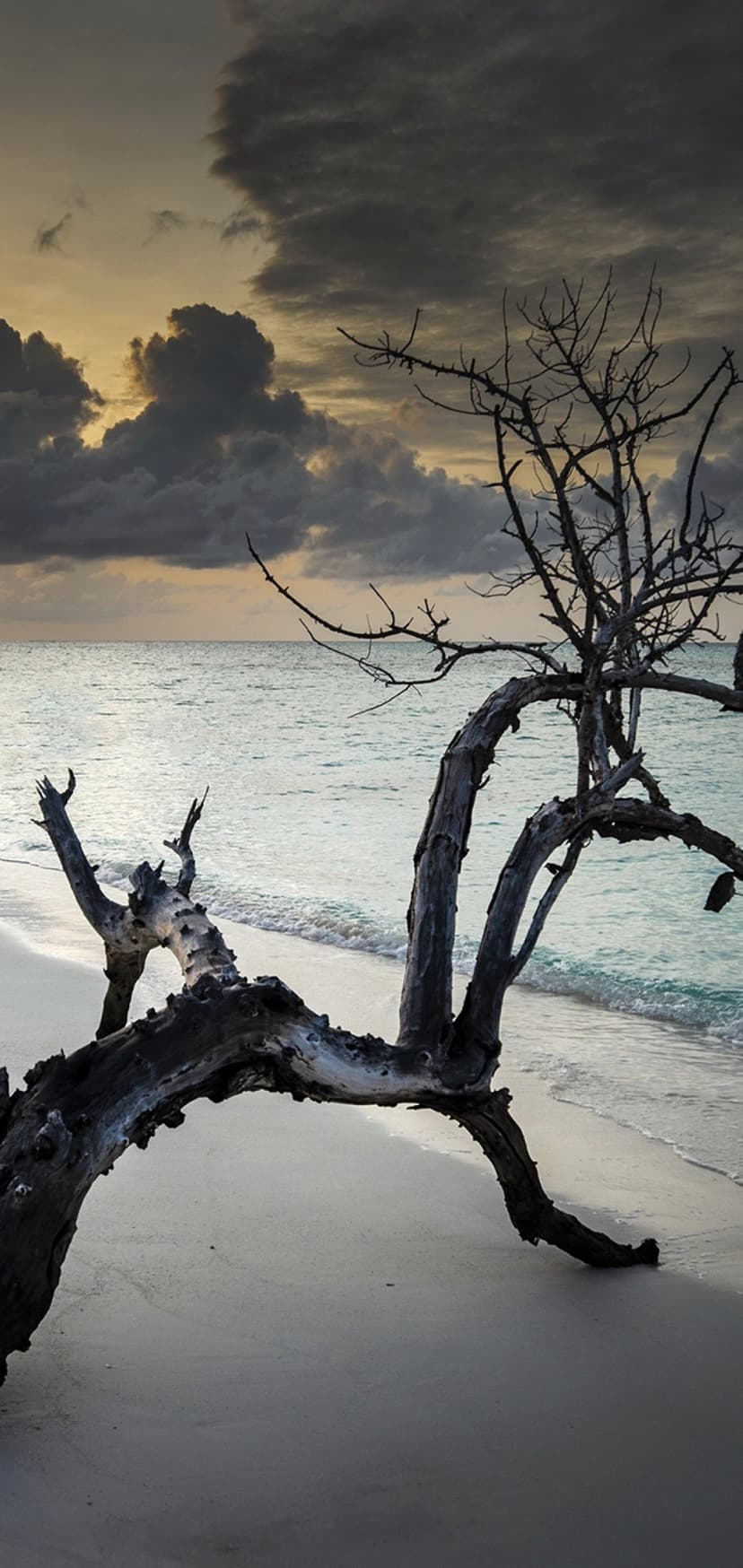 Bleached driftwood resembling a skeleton sits on a sandy beach with turquoise waves under a dark twilight sky.