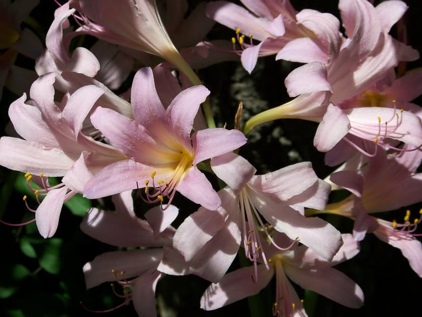 Pink lilies with yellow centers and long stamens bloom against a dark, shadowy green leafy background in sunlight.