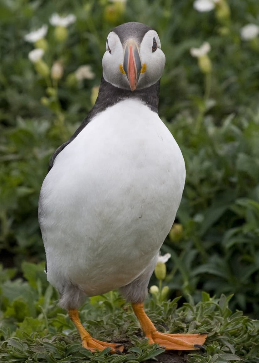 Atlantic puffin with a bright orange beak stands head-on in green grass against a soft blurred background.