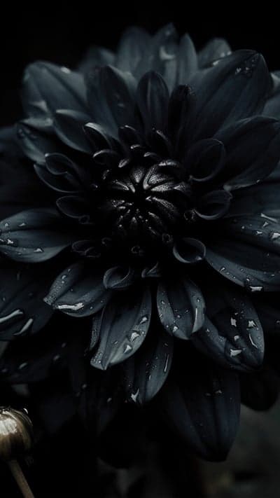 Dark Dahlia Flower with Water Droplets