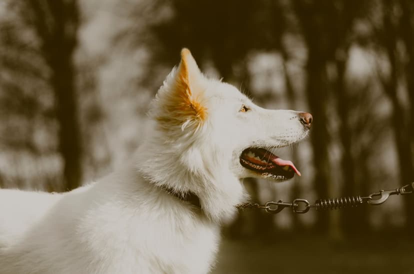 White shepherd dog with open mouth and alert ears looks right in a sepia-toned forest with a metal leash.