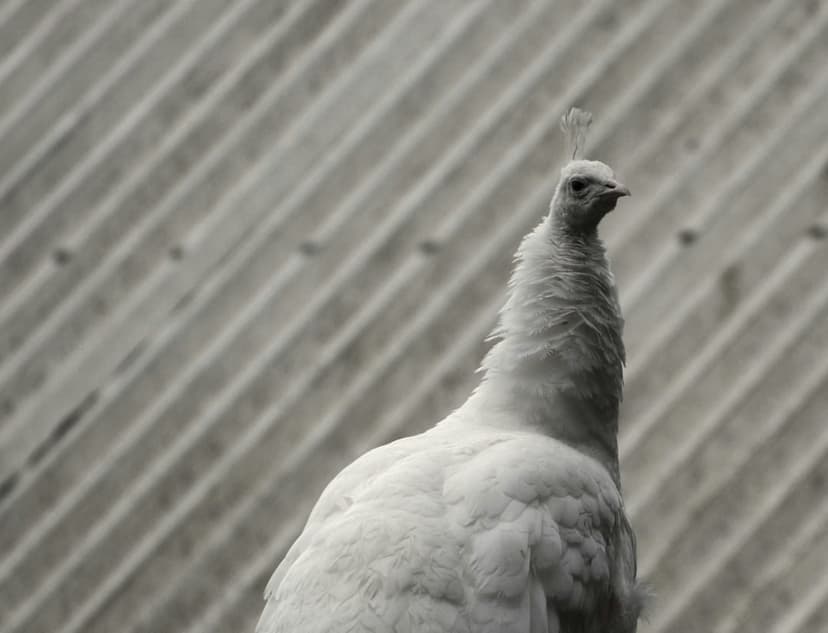 White peacock with a delicate crest stands in profile against a vertical corrugated gray metal background.