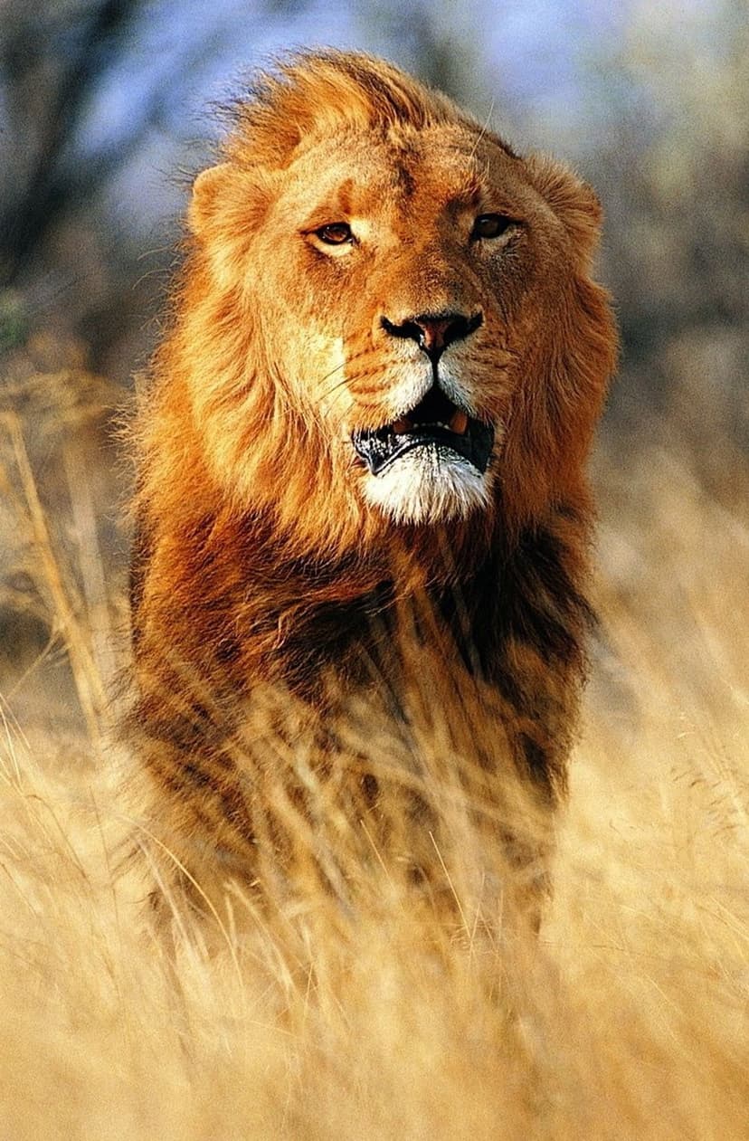 Male lion with a thick mane stands in tall dry grass with its mouth slightly open under warm golden lighting.