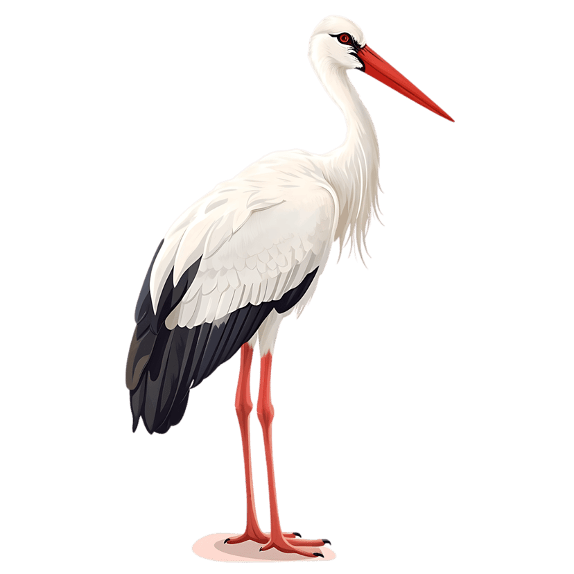 White stork with red beak stands in profile against a black background, showing detailed white and black wings.