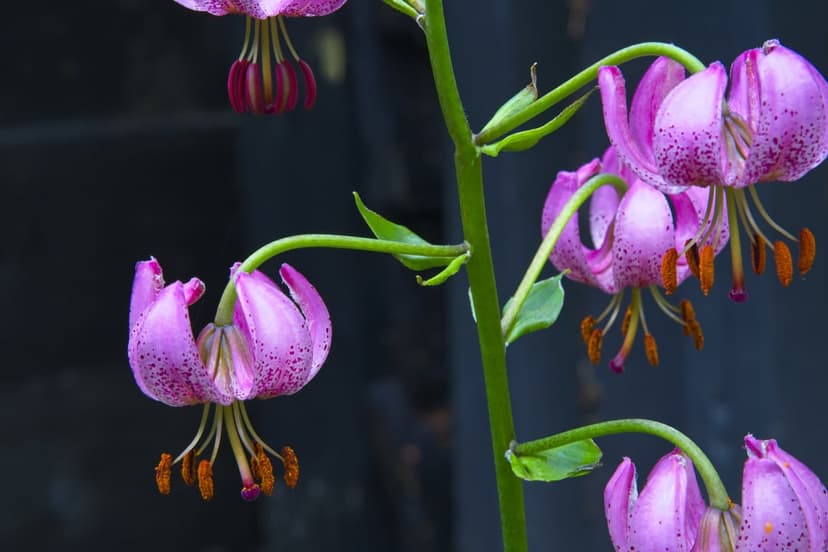 Pink Turk's Cap lily flowers with reflexed petals and orange stamens hang gracefully against a dark background.