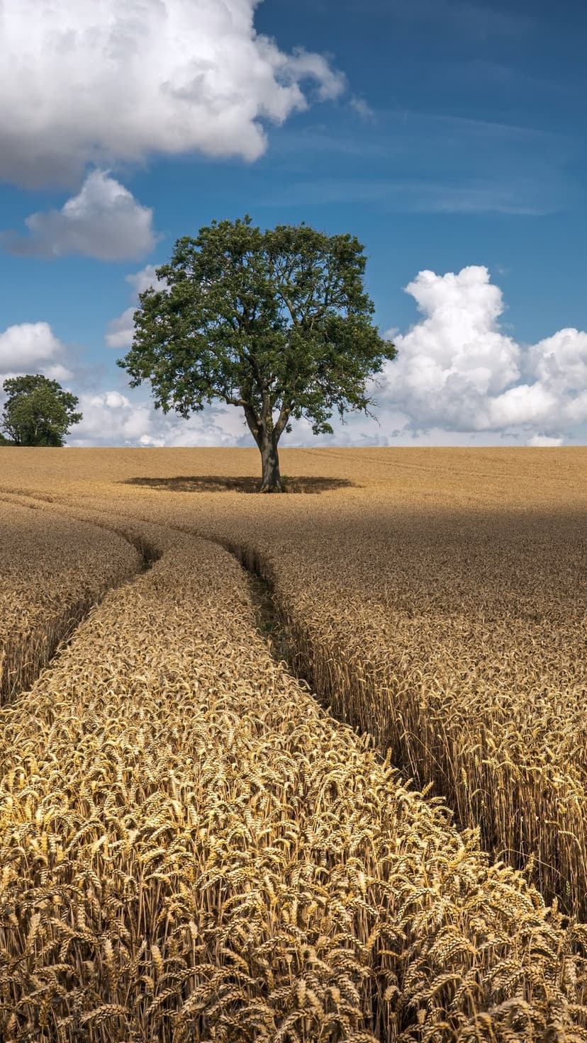 Golden wheat fields stretch toward a blue sky with a single green tree standing in the center under soft clouds.