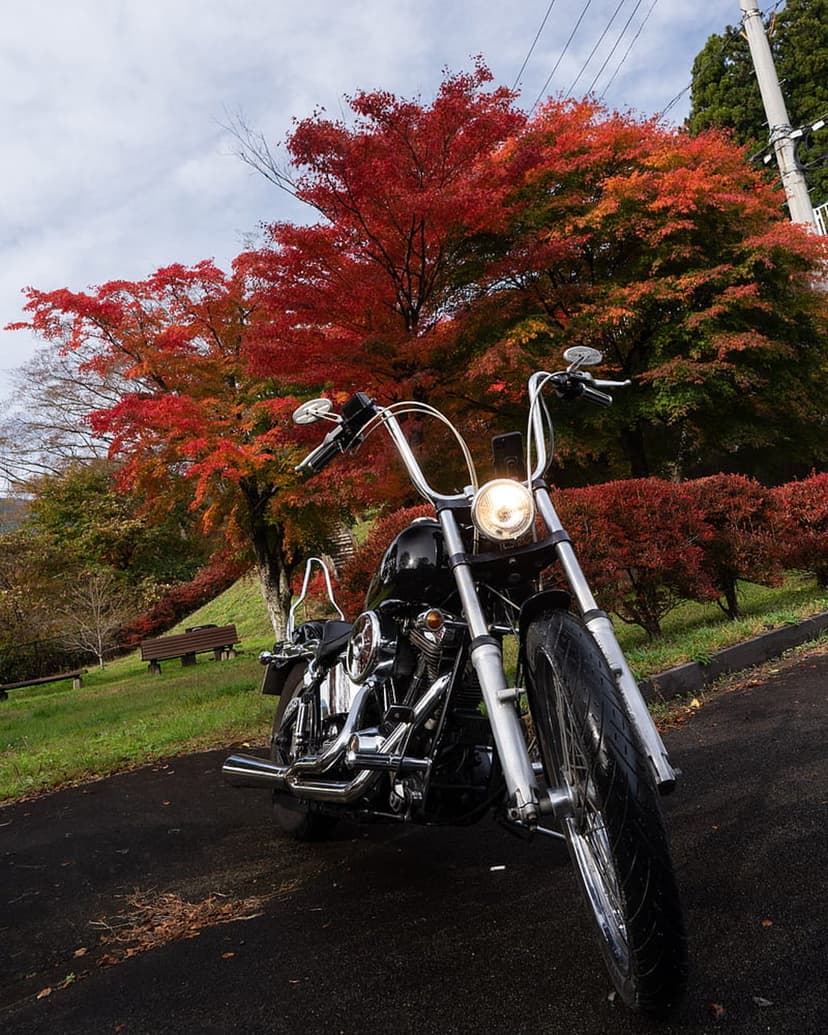 Black Harley Davidson chopper with chrome accents parked on a path surrounded by red and orange autumn leaves.