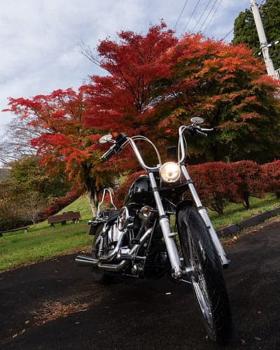 Harley Davidson Chopper Amidst Vibrant Autumn Park Foliage