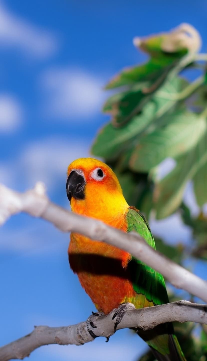 Sun Conure parrot with yellow and orange feathers perched on a branch under a blue sky with soft white clouds.