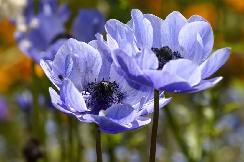 Blue anemone flowers with dark stamen centers bloom against a blurred green and orange natural background.