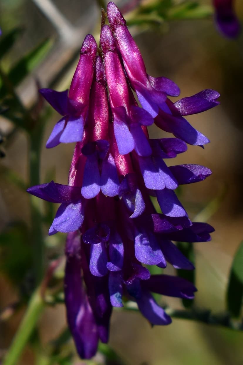 Purple vetch flowers in a macro cluster with soft green leaves against a blurred summer meadow background.