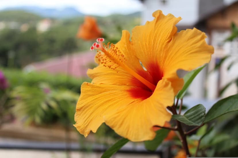 Yellow hibiscus flower with a red center and long stamen stands against a blurred green mountain landscape.
