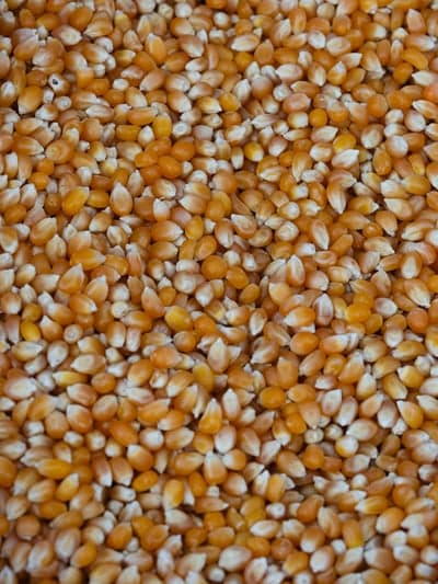 Close-up Texture of Dried Corn Kernels