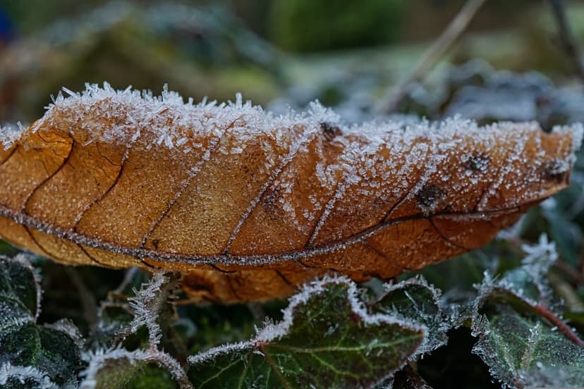Brown autumn leaf covered in white frost crystals resting on green ivy leaves with a blurred background.