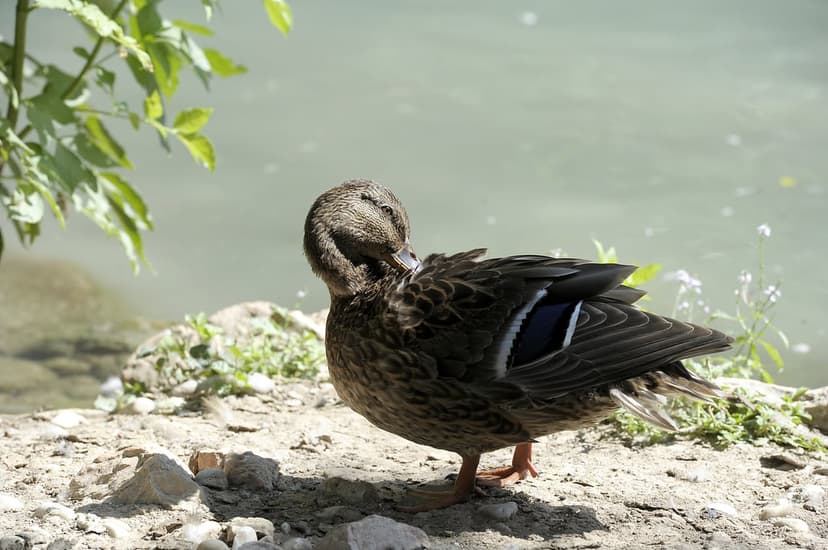 Mallard duck preening its brown feathers on a pebble shore near green water with a visible blue wing patch.