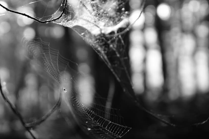 Spiderweb covered in small dew drops suspended between branches in a blurred monochrome forest background.