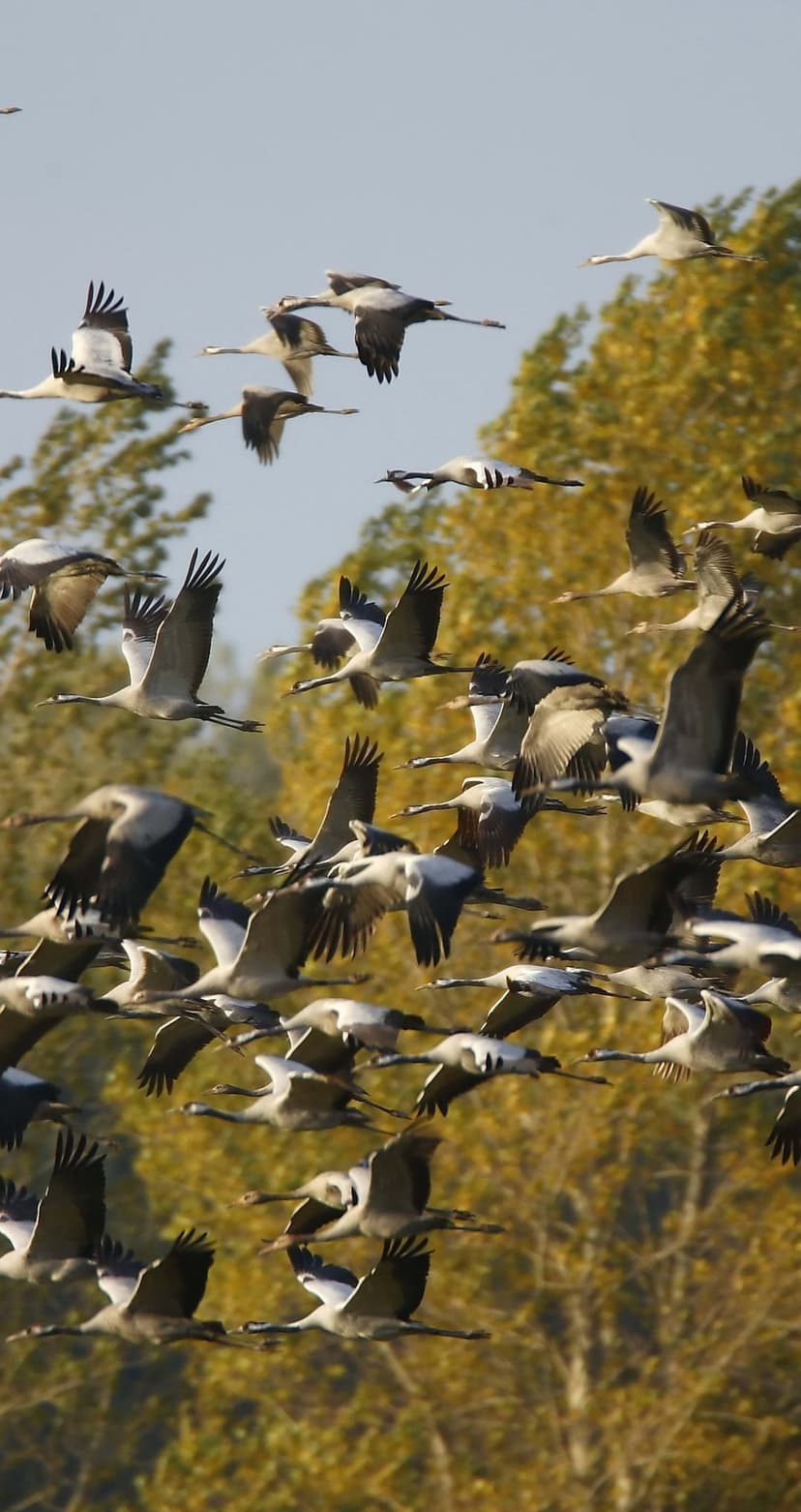 Common cranes fly in formation over golden autumn trees under a soft blue sky during their seasonal migration.
