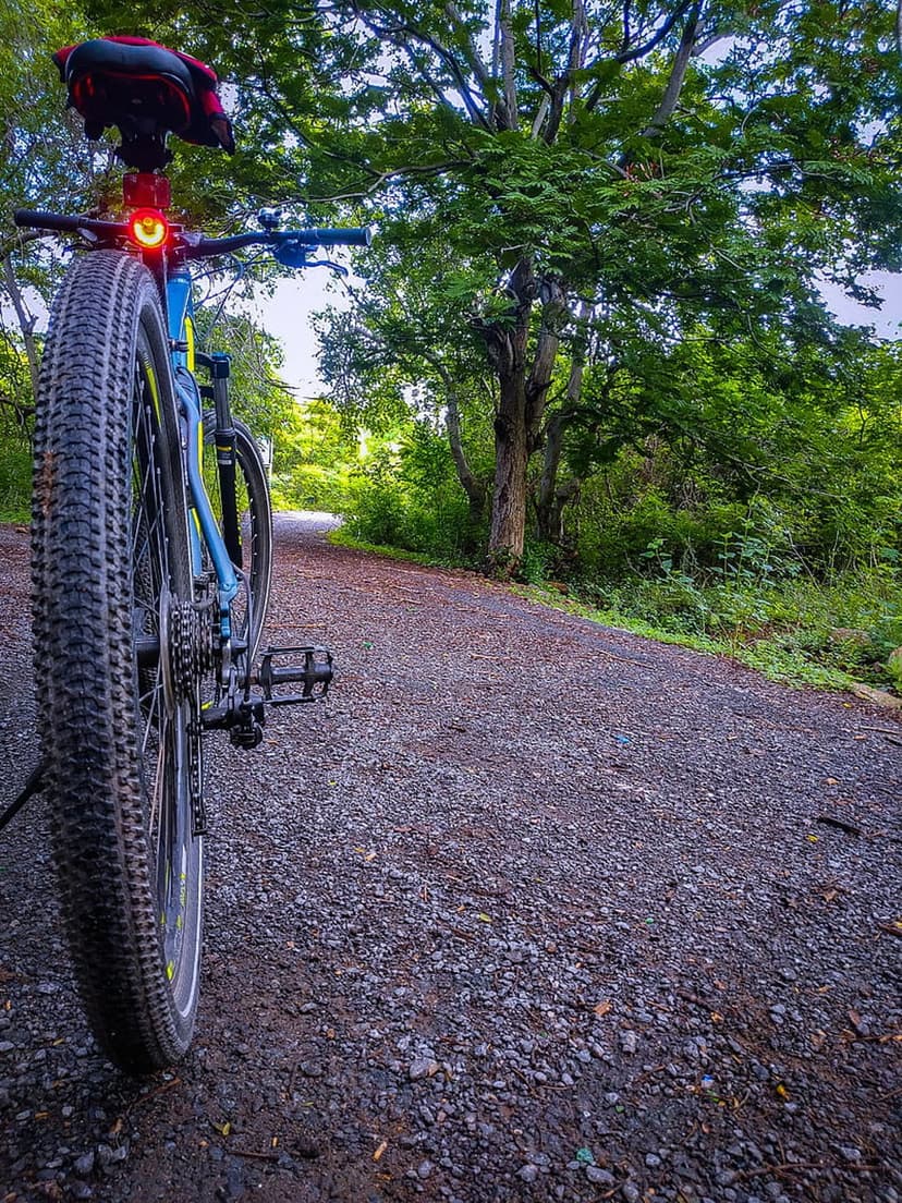 Mountain bike with a red taillight sits on a gravel path surrounded by dense green trees and dappled sunlight.