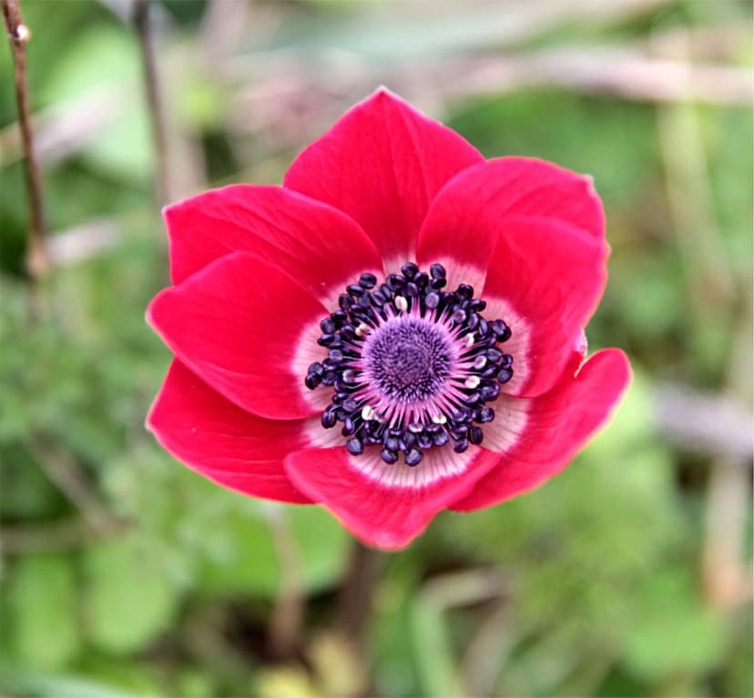 Red anemone flower featuring crimson petals and a dark purple center against a soft-focus green background.
