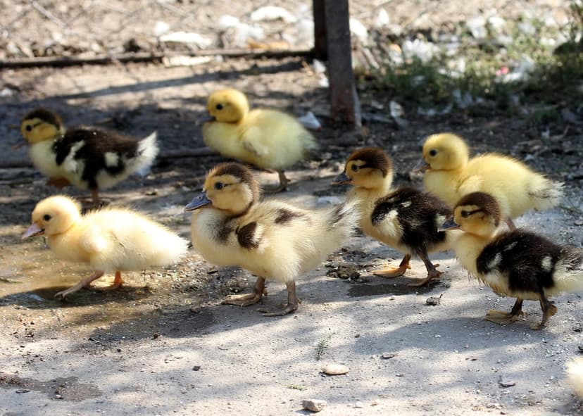 Yellow and brown ducklings stand on a dusty farmyard floor while golden sunlight catches their fuzzy down feathers.