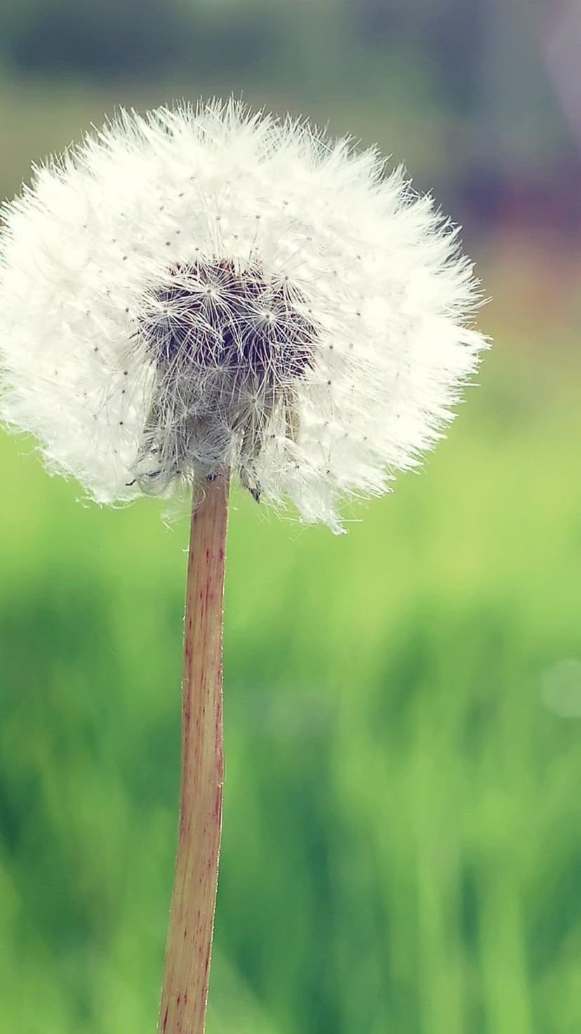 Sunflowers, red roses, and a fluffy dandelion appear in a multi-image floral collage with varied petal textures.