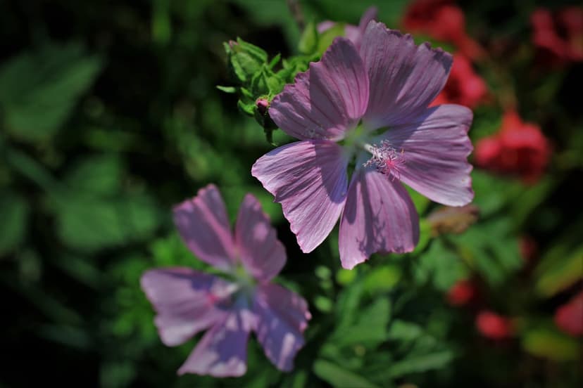 Lavender mallow flowers with pink stamens and veined petals bloom in a sunlit garden with green leafy bokeh.