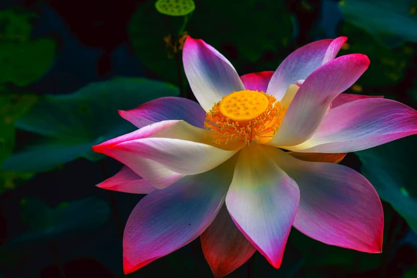 Pink and white lotus flower with a yellow center blooms against a dark green bokeh background in a pond.