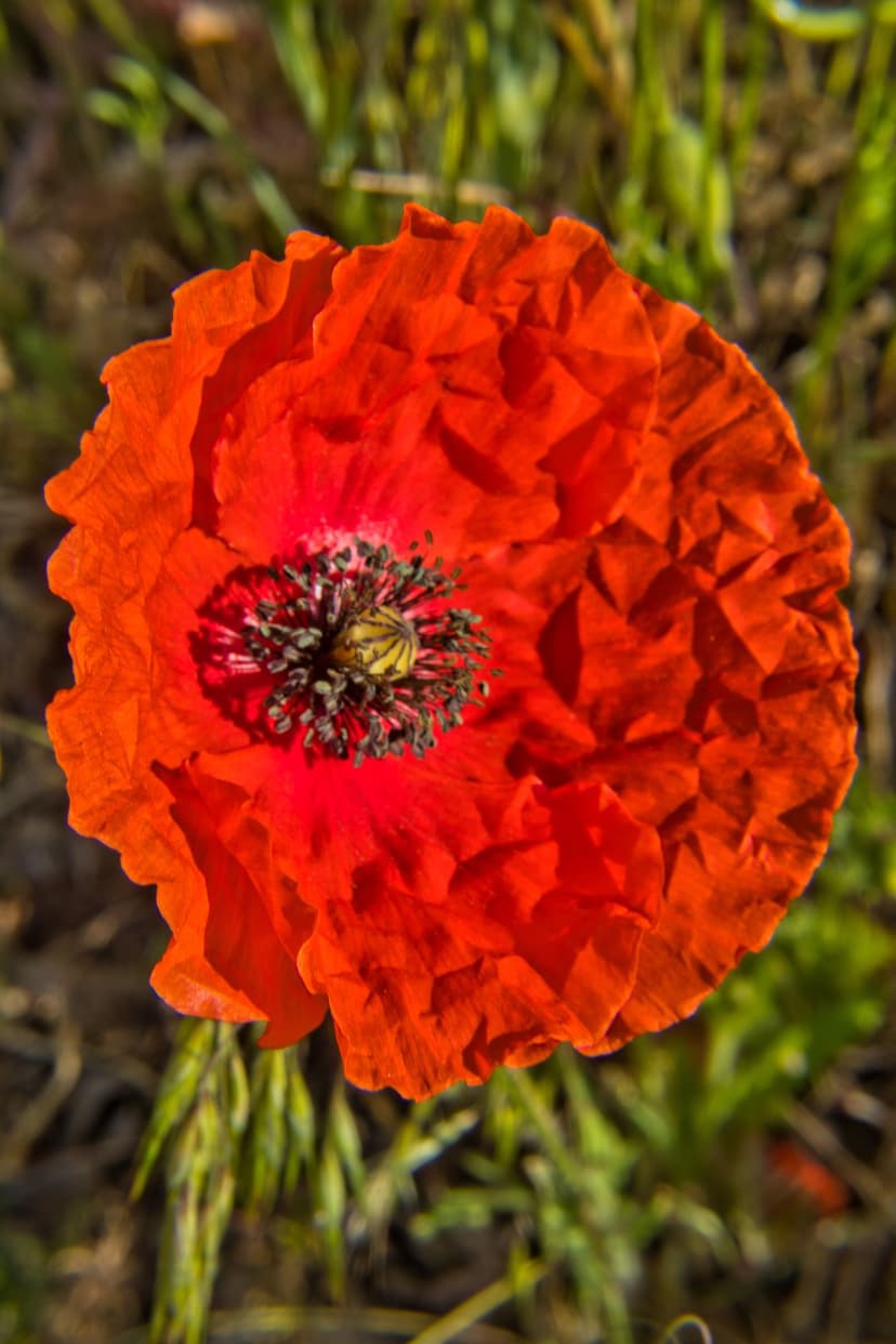 Scarlet poppy blossom with textured petals and a dark stamen center set against a bokeh green meadow background.