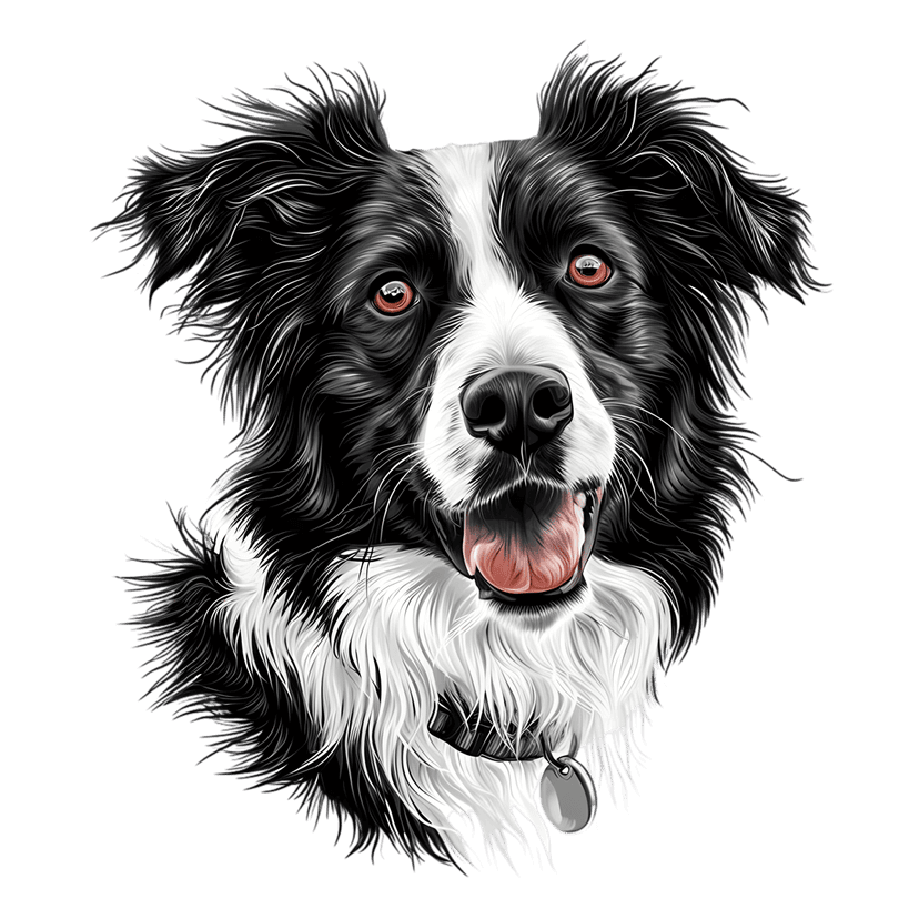 Border Collie digital illustration showing black and white fur, amber eyes, and a silver tag on a white ruff.