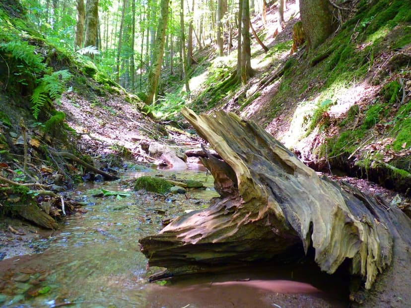 Mossy fallen log rests across a shallow creek while sunbeams illuminate lush ferns in a dense woodland ravine.