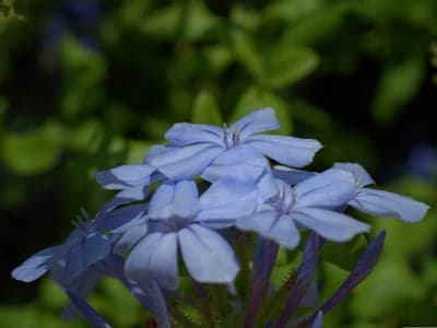 Sunlit Blue Plumbago Floral Mobile Screen Backdrop